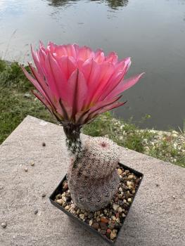 Preview: Echinocereus pectinatus detras rot